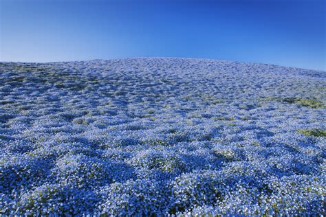 Blue Flower Field Japan Kind Of A Long Portal Gallery Of Photos