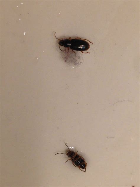 White Ants Tiny White Ants In Bathroom