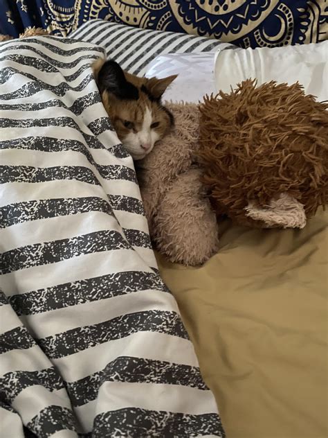 I Like To Sleep With A Stuffed Lion At Night Cali Likes To Snuggle