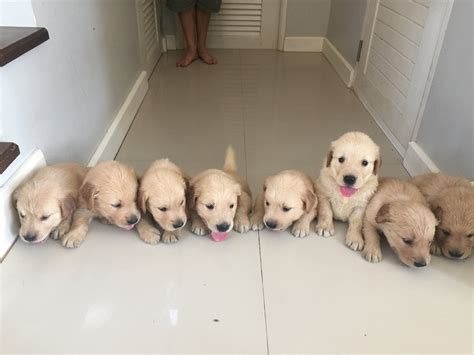 Golden Retriever Puppies Newborn To 12 Weeks Time Lapse Video Dogs