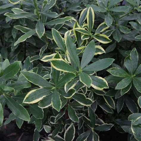 Daphne Odora Plants Aureomarginata Evergreen Hardy Shrub Fragrant