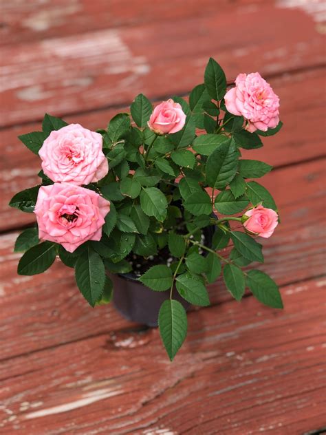 Pink Miniature Rose Live Plant Potted Pink Own Root Mini Rose Etsy