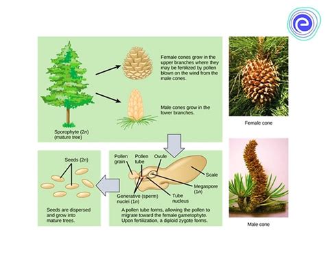 Gymnosperms Classification Features Divisions Embibe