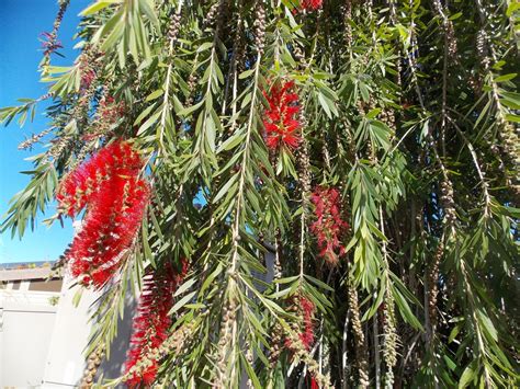 Harvesting grants you 6 weeping bottlebrushes and 113 xp. The Schramm Journey: San Diego Botanical Garden - Part One