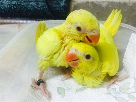 Pets Pakistan Healthy Baby Parrots And Fertile Eggs For Sale