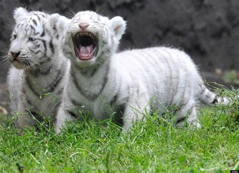 Baby White Tiger Wallpapers Wallpaper Cave