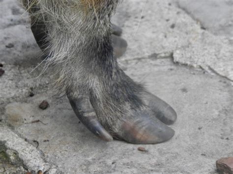hooves | SIMILAR BUT DIFFERENT IN THE ANIMAL KINGDOM