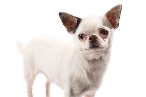 Where chihuahua lovers unite and submit their chihuahua pictures! Chihuahua: A Menor Raça de Cachorro do Mundo
