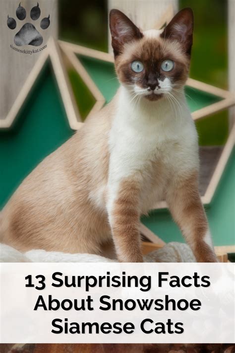 Snowshoe Siamese Cats 13 Must Know Facts