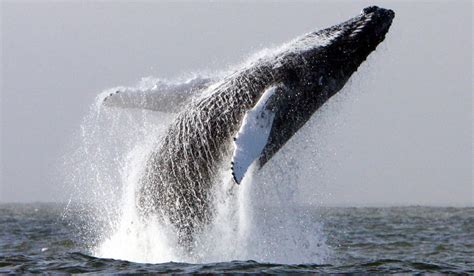 Humpback whales the heads of humpback whales are broad and rounded when viewed from above, but slim in profile. Fin-ally! Irish Scientists Find Humpbacks' Breeding Spot