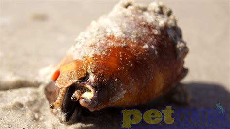 Assorted Fighting Conchs For Sale Pet Central Pet Central
