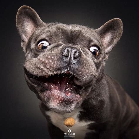 French bulldogs can be quite bullish and stubborn so it's important for owners to express their authority early on. Are you one of the pug lovers or french bulldog lovers ...