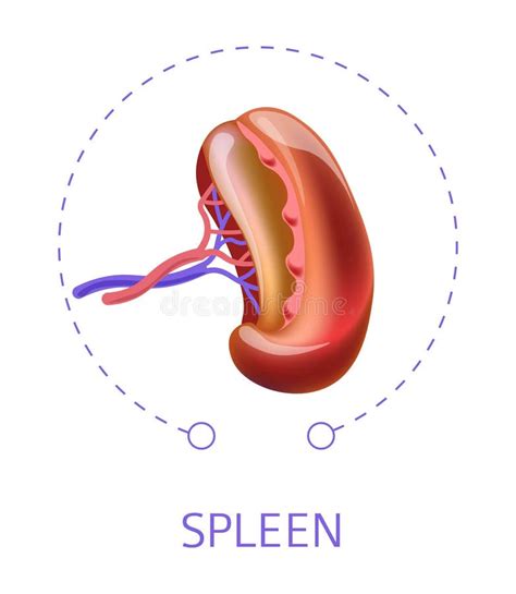 Illustrazione Interna Di Vectpor Dell Organo Del Corpo Umano Della