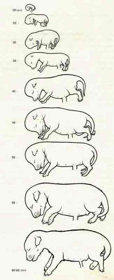 Felstead Gundogs Canine Foetus Development Chart Pregnant Dog