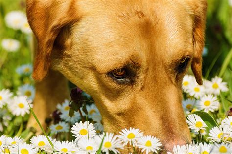 There's something powerful and fulfilling about putting your hands in the soil, the feeling that you got all the roots in your hands and. One's Nose is Never So Happy (Can Scents Calm Dogs?)