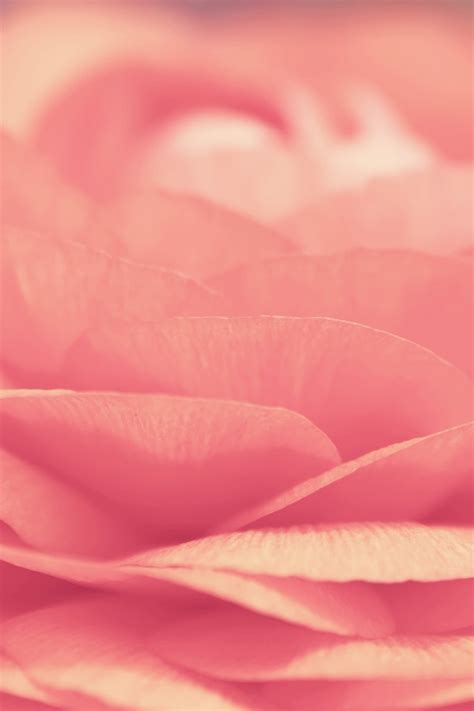 Free Download Pink Flower Simply Beautiful Iphone Wallpapers 640x960