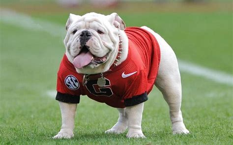 Why Is The Georgia Mascot A Bulldog And Who Is Uga