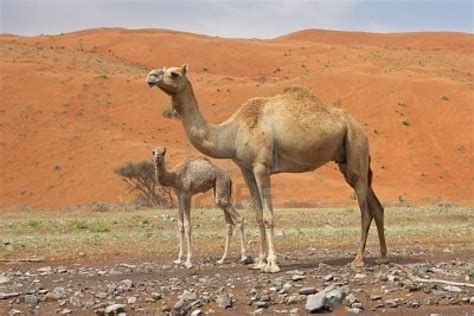 Animales El Camello