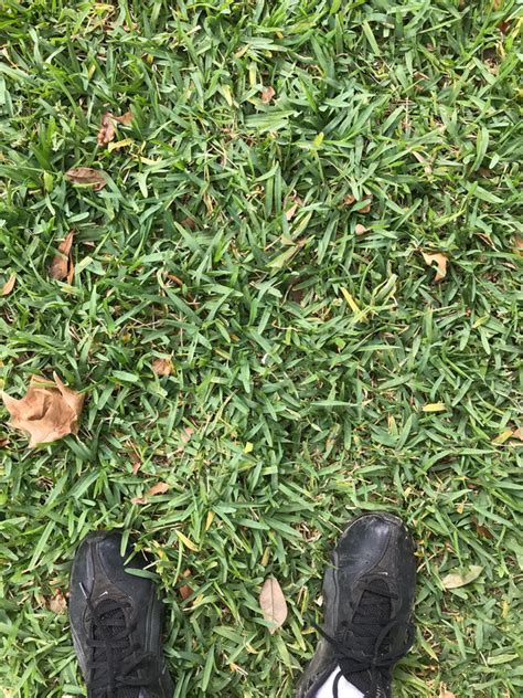 Yellowing Showing Up All Over Backyard St Augustine Lawn Care Forum
