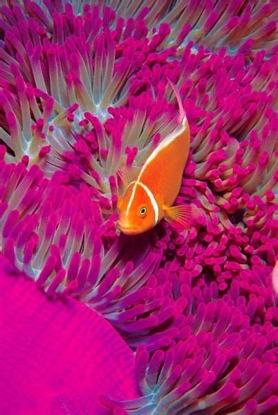 Pin By Sandy Victor On Tropical Fish Ocean Creatures Beautiful Fish