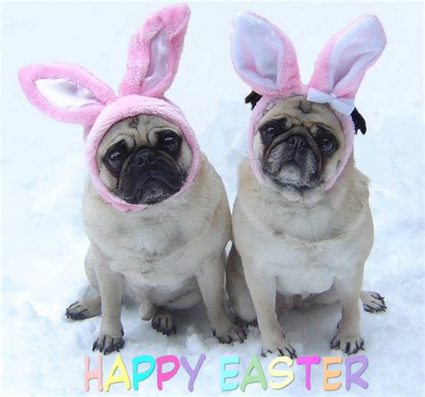 Dapuglet Pug Easter Bunnies ‘happy Easter Pugs