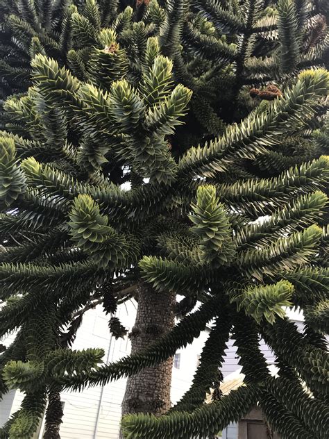 Monkey puzzle trees grow well in full sun to part shade and will tolerate a range of soil types as long as the site has decent drainage. Araucaria araucana Monkey Puzzle Tree 7 H: 50-60 ft S: 20 ...