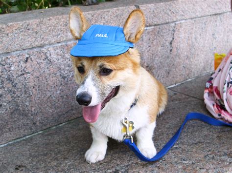 Customizable Hats Protect Your Pup From The Summer Sun Dogs Your Dog