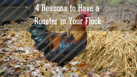 4 Reasons To Have A Rooster In Your Flock Townline Hatchery