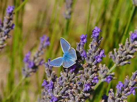 Male Adonis Blue Butterfly Biological Science Picture Directory