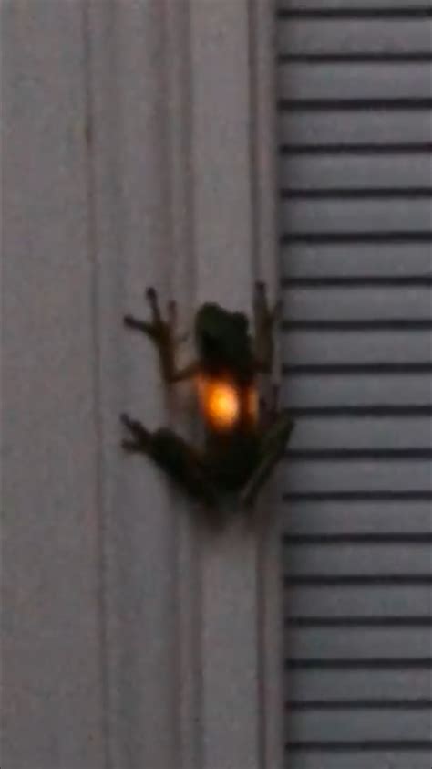 This Frog That Swallowed A Lightning Bug Ifttt2jrrxby Cute