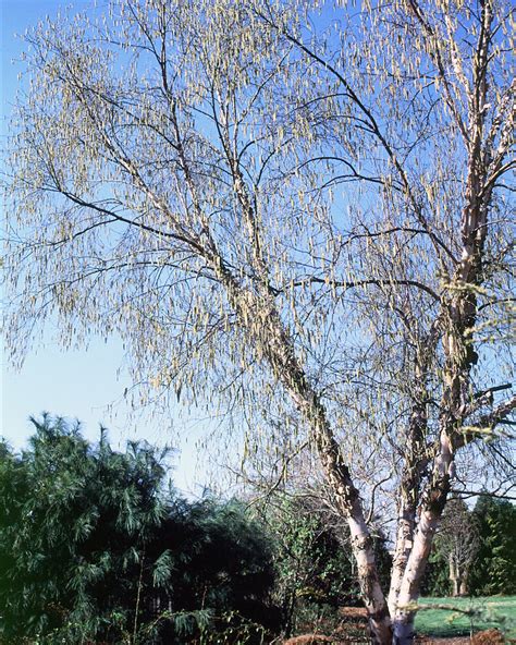 Heritage River Birch Trees For Sale At Arbor Days Online Tree Nursery Arbor Day Foundation