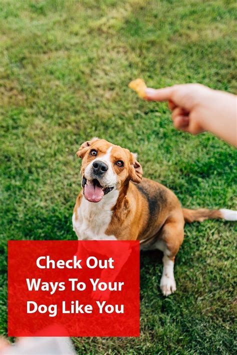 If they are moving freely, you can advance to gently using a comb. How To Make Your Dog Like You | Dogs, Your dog, Dog care