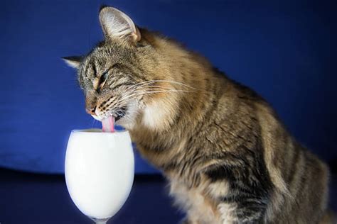 Royalty Free Cat Drinking Milk Pictures Images And Stock Photos Istock