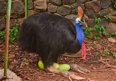 Why The Cassowary Is The World’s Most Dangerous Bird Guinness World Records