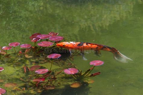 Decorative Koi Fish Swimming In A Shallow Pond Stock Image Image Of