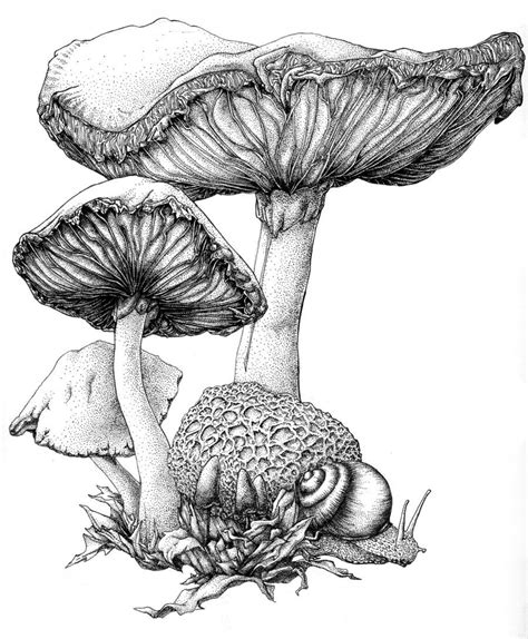 How To Draw A Mushroom Mushroom Ink By Bigredsharks Traditional Art