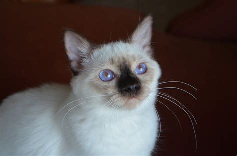 Baliwest Sold Adorable Seal Point Balinesesiamese Male