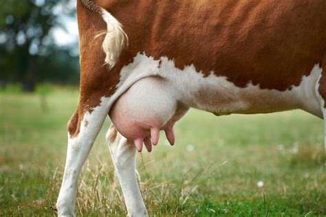 do male cows have udders [our answer is utterly surprising ] outdoor happens