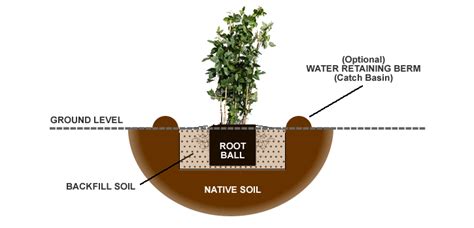 Choose a location for planting. How To Plant and Grow Blackberry Bushes from the Experts ...