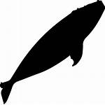 Whale Silhouette Icon Right Svg Whales Animal