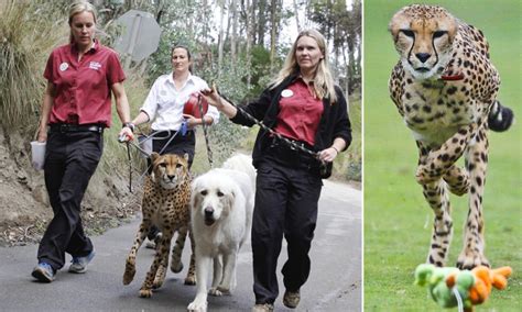 Nervous Cheetahs Get A Helping Paw From Companion Dogs As They Battle