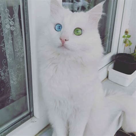 Behold The 12 Most Beautiful Cats In The World