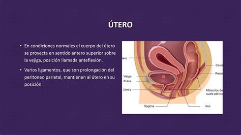 Download Vagina Y Vulva Medicina Histologa Aparato Genital Femenino Sistema Reproductor