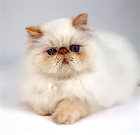 whos  cat lets hear    himalayan catster