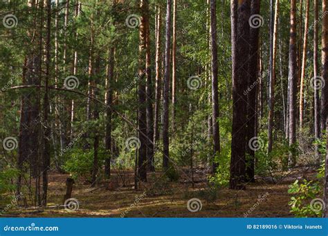 Panorama Of The Pine Forest On A Rock On The River Bank With Erosion Of