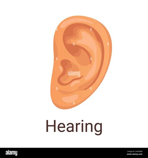 Vector Illustration One Of Five Senses Hearing Stock Vector Image