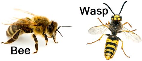 What Features Differentiate Wasps Vs Bees Pest Aid