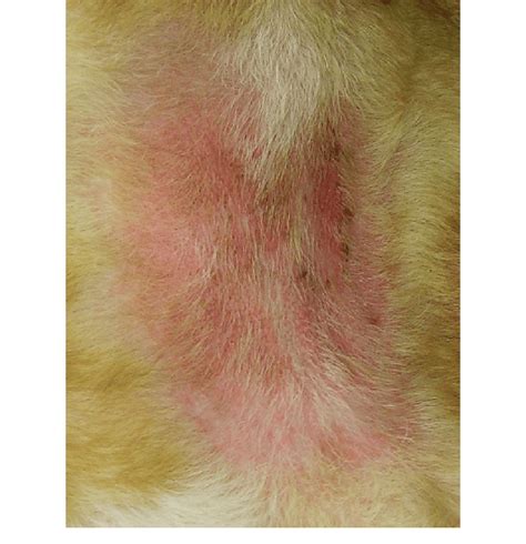 Malassezia Dermatitis In The Neck Fold Of A Bull Mastiff There Is A