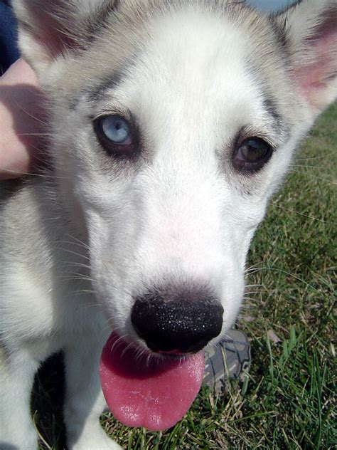 There are one female and one male ready for their new home. Husky Puppy Rescue | Flickr - Photo Sharing!