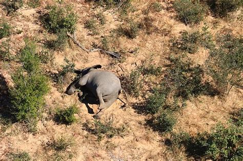 More Than 350 Elephants Drop Dead In Mysterious Mass Die Off In Botswanas Okavango Delta